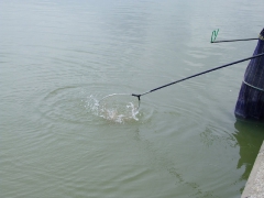 ohcsb_velence_2008_10