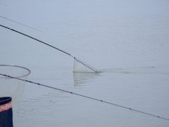 ohcsb_velence_2008_11