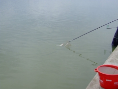 ohcsb_velence_2008_12