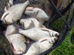 ohcsb_velence_2008_15