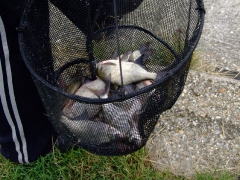 ohcsb_velence_2008_16