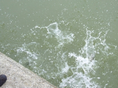 ohcsb_velence_2008_17