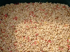 ohcsb_velence_2008_36