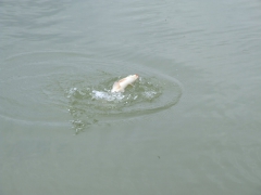 ohcsb_velence_2008_9