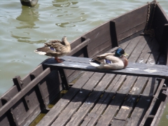 alt_isk_verseny_2013-8