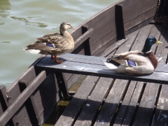 alt_isk_verseny_2013-9