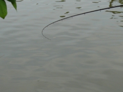 csapatbajnoksag_1_2011_68