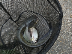 csapatbajnoksag_1_2011_76