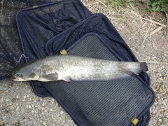 csapatbajnoksag_1_2011_77