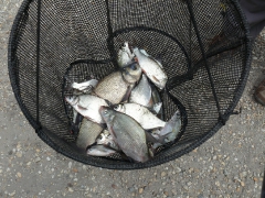 csapatbajnoksag_1_2011_84