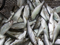 csapatbajnoksag_1_2011_88