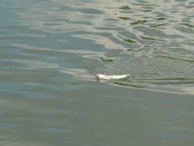 rdhsz_egyeni_bajnoksag_2019_237