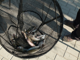 rdhsz_egyeni_bajnoksag_2019_270