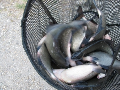 egyeni_bajnoksag_2009_100