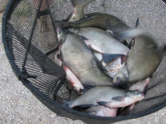 egyeni_bajnoksag_2009_101