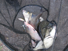 egyeni_bajnoksag_2009_89