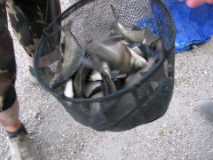 egyeni_bajnoksag_2009_94