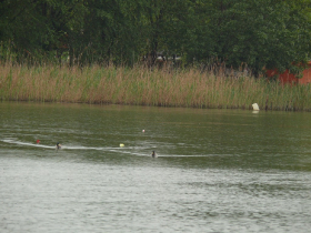 egyeni_feeder_verseny_2019_42