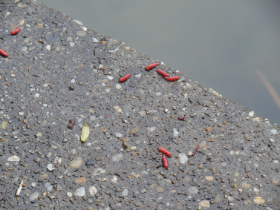 egyeni_feeder_verseny_2019_43