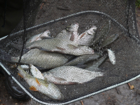 egyeni_feeder_verseny_2019_45