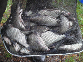 egyeni_feeder_verseny_2019_46