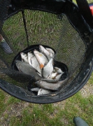 RDHSZ egyéni feeder verseny (2015.05.31.)