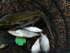 RDHSZ Egyesületi Csapatbajnokság 2018_4