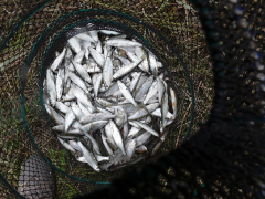 RDHSZ Egyesületi Csapatbajnokság 2018_5