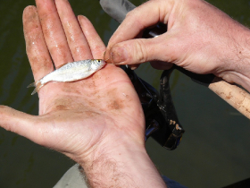 rdhsz_egyesuleti_csb_2019_103