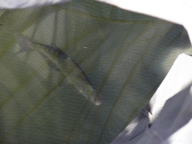 rdhsz_egyesuleti_csb_2019_106