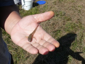 rdhsz_egyesuleti_csb_2019_6