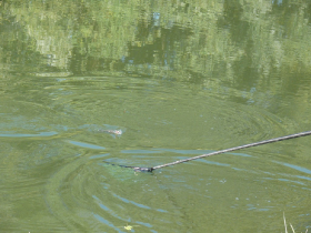 rdhsz_egyesuleti_csb_2019_95