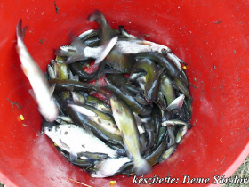 egyesuleti_csapatbajnoksag_2021_24