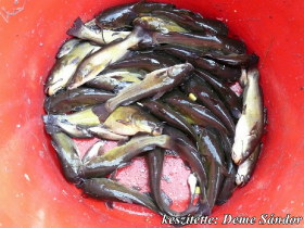 egyesuleti_csapatbajnoksag_2021_27