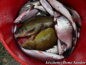 egyesuleti_csapatbajnoksag_2021_29