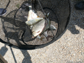 szovetsegi_csapatbajnoksag_2021_18