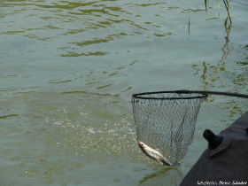 szovetsegi_csapatbajnoksag_2021_23