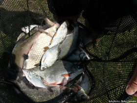 szovetsegi_csapatbajnoksag_2021_41