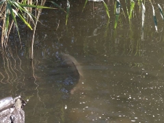 rsd_carp_cup_2017-22