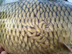 rsd_carp_cup_2017-58