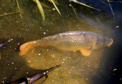 RSD Carp Cup 2018_14