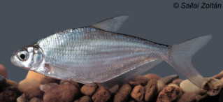 Bagolykeszeg (Ballerus sapa)