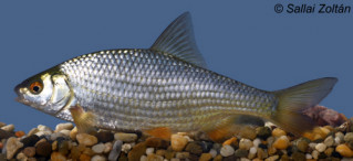 Bodorka (Rutilus rutilus)