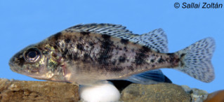 Széles durbincs (Gymnocephalus baloni)