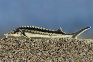 Vágótok (fotó: Sallai Zoltán)